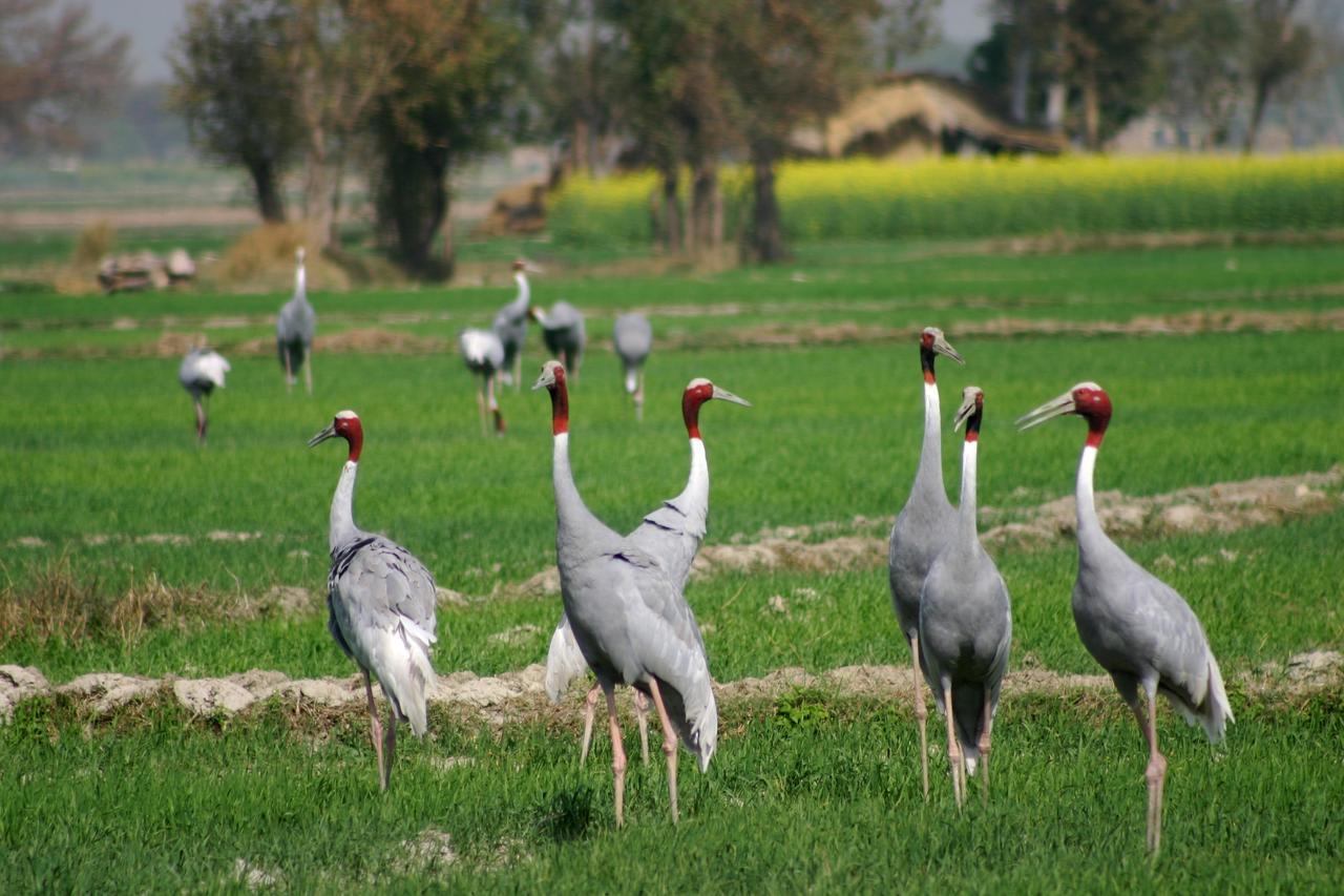 Mela Kothi - The Chambal Safari Lodge Bāh Eksteriør billede
